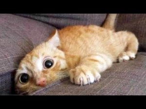 Самые милые домашние животные Cutest Pets ♥ Cute Baby Animals & Funny Pets Video Compilation