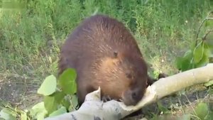 Работа бобра в реальном времени Бобер грызет дерево как яблочко Хрум Хрум