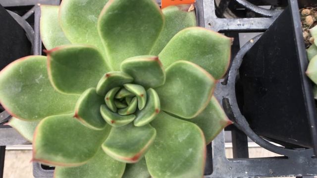 Echeveria agavoides 'Christmas Eve' 多肉植物圖鑑 平安夜 смотреть онлайн