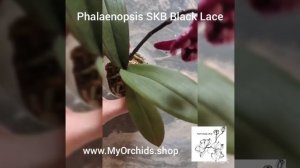 Phalaenopsis SKB Black Lace