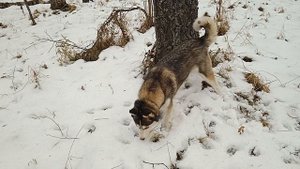 Подснежная охота. Хаски в поиске добычи.
