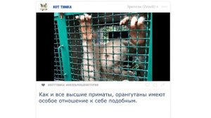 Год в плену у людей. Альба – последний в своем виде орангутан-альбинос