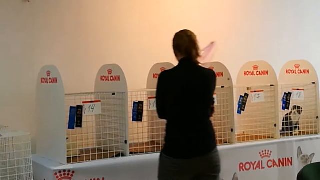 Выставка одесса морвокзал Экспертиза на RUI Baby Salon Odessa-Mama 19-11-2016 06 смотреть онлайн