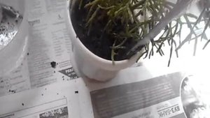 Хатиора  "Танцующие кости" Как пересадить растение СУККУЛЕНТЫ
