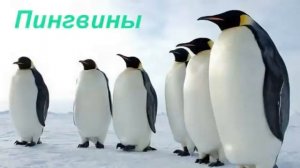 Морские птицы