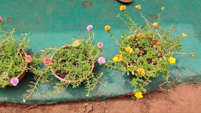 Garden Tour/ എൻ്റെ തറവാട്ടിലെ കണ്ണിനു കുളിർമ ഏകുന്ന പൂന്തോട്ടം/ കുറഞ്ഞ ചിലവിൽ തയാറാക്കി എടുക്കം смотреть онлайн