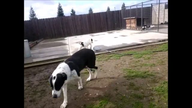 Среднеазиатские овчарки Алабай США. Panda for Soul Of Asia and Tibul (3 months old on the video ). смотреть онлайн