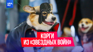 На ВДНХ куча корги на вечер превратились в героев киновселенной «Звездные войны»