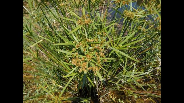 Cyperus alternifolius, umbrella papyrus, umbrella sedge or umbrella palm смотреть онлайн