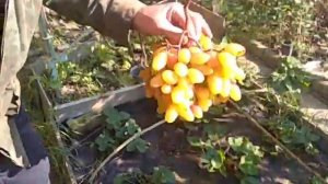 Виноград Подмосковья 03.10.21. Виноград Юбилей Новочеркасска - одна гроздь 2,5кг. Сад Копейки.