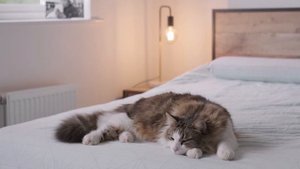 В мире животных  Звуки животных. Звуки кошачьего мяуканья. ЖИВОТНЫЕ ДЛЯ МАЛЫШЕЙ ANIMALS FOR KIDS