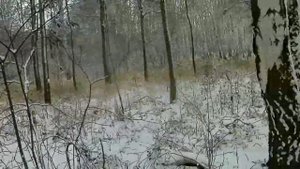 Охота на зайца с гончей!!! Трудовой заяц по Первому снегу!!