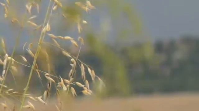 овес смотреть онлайн