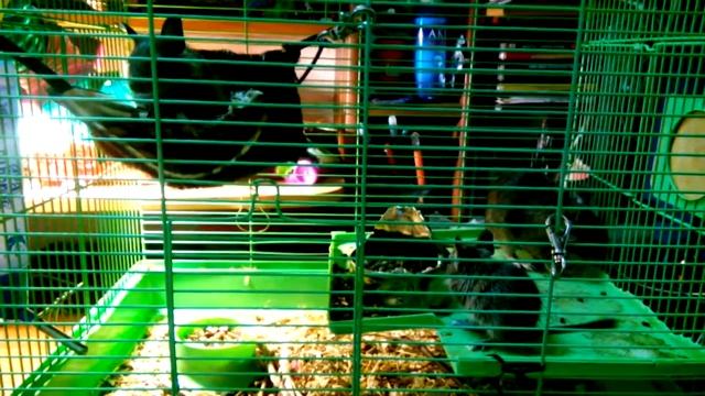 Наши дегу - чилийские белки (мама и 3 дочки) смотреть онлайн