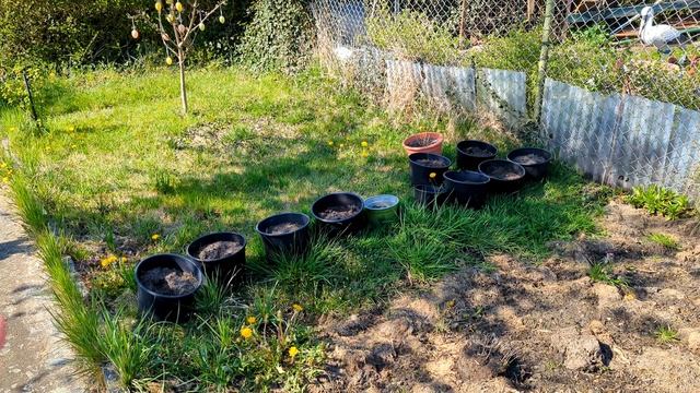 Наша дача в Германии. Проверка дачи. Работа в дачном сообществе. Почему картошка в вёдрах?! Грилим смотреть онлайн