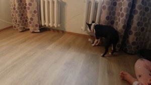 С помощью фришейпинга учим собаку снимать и вешать вещи на веревку