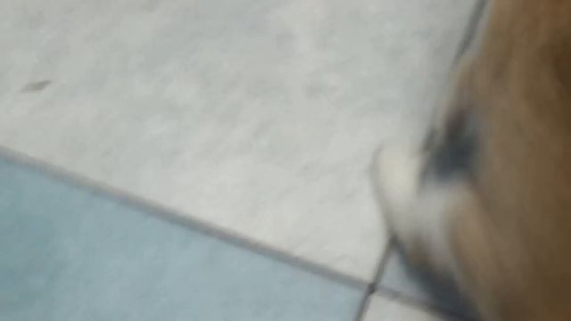 Брошенный на даче котенок/Abandoned cottage kitty смотреть онлайн