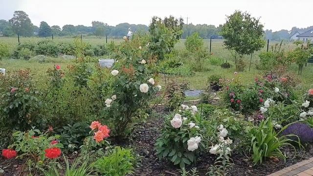 РОЗА ШОПЕН известная, как РОЗА ВЫСОЦКОГО?Обрезка и цветение?Пионы после пересадки?03.05-21.06.2023 смотреть онлайн