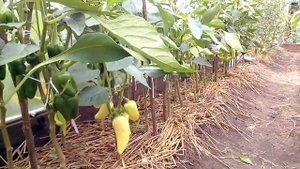 Пасынкование перцев и баклажан