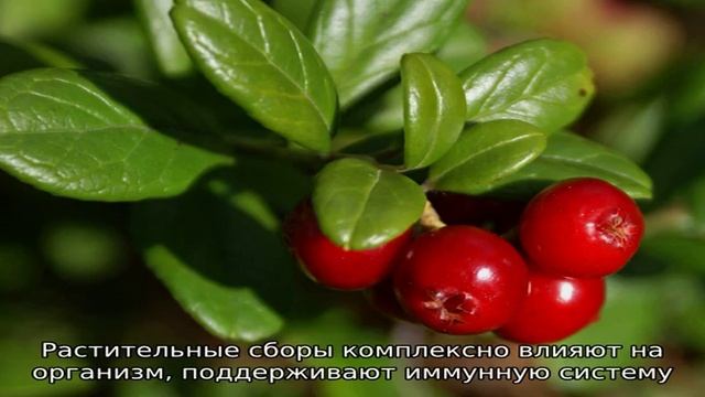 Брусника для лечения цистита смотреть онлайн