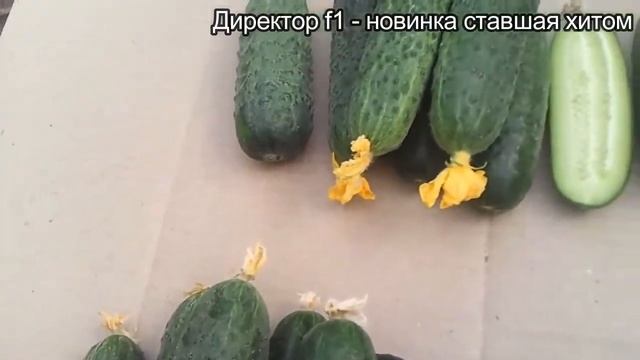 Огурец Директор f1 видео отзывы смотреть онлайн