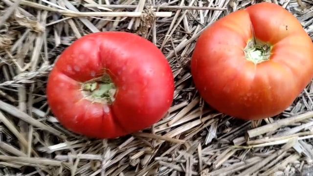 Сорт томата Старообрядческий смотреть онлайн