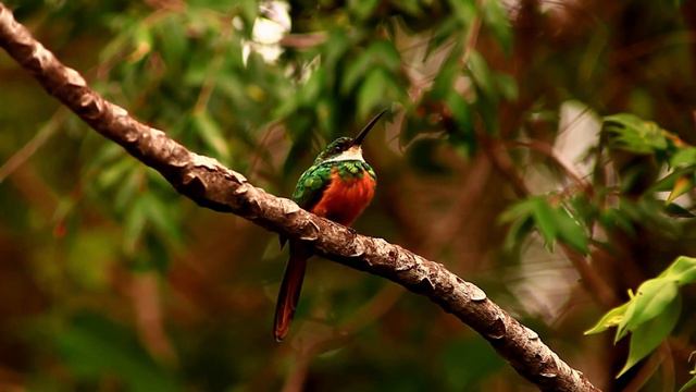 ЭТУ МУЗЫКУ МОЖНО СЛУШАТЬ ВЕЧНО🌿 Нежная музыка успокаивает нервную систему и радует#4 смотреть онлайн