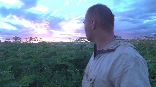 2022 Июль. Будни борьбы с борщевиком. И трактором и мотокосой. смотреть онлайн