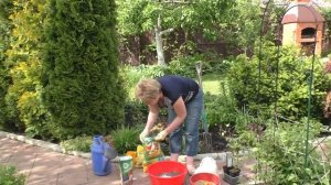 СЕКРЕТЫ ПОСАДКИ КЛЕМАТИСА: НЕ ЗАБУДЬТЕ ПРО ГАЗЕТУ!