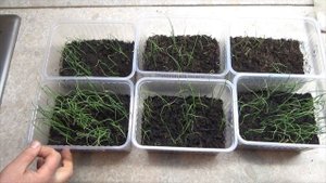 Почему желтеют, сохнут кончики у рассады лука, возможные проблемы выращивания чернушки. Стрижка лук