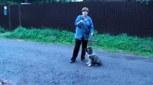 Дрессировка щенка кавказца. Команда "лежать"
