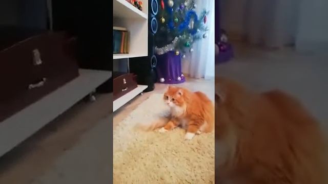 Кот Ричард. Знакомство с новой семьёй.