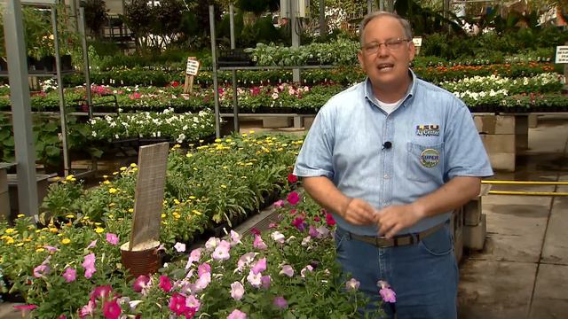 Check labels when choosing petunias смотреть онлайн