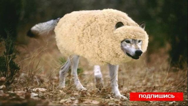 Как правильно разговаривать со старейшиной ?