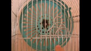 Увеличил клетку для дегу 3-й этаж