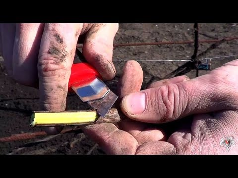 Открытие виноградных кустов