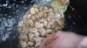 Пробуждение Улитки весной после зимы | Репродукция улитки 2022| Улиточная ферма | Беларусь Брест