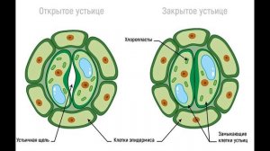 Механизм работы устьиц