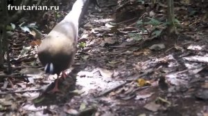 Однодневный треккинг в джунгли в Букит Лаванге -Bukit Lawang