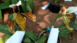 รองเท้านารีอินทนนท์ อันนัม  Paphiopedilum villosum (Lindl.) Stein  var Aunnum