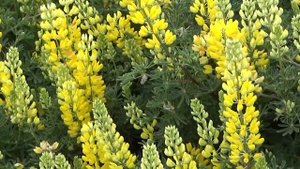 Морские слоны - зачем они выползли на калифорнийские пляжи?