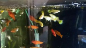 Артемия рачек,малёк...