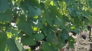 Оидиум на винограде. Какими препаратами можно работать в момент плодоношения.