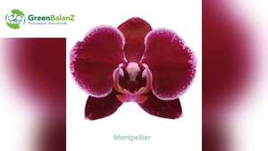 💙💛GreenBalanZ catalog 💚 Каталог фаленопсисів💚Catalogue orchids