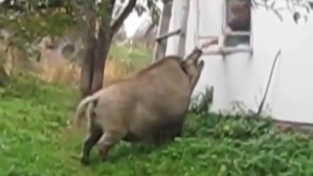 Очень свирепый кабан-Такое возможно только в России смотреть онлайн