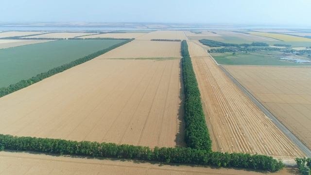 Мнение агронома. Хозяйство 6 лет применяет биопрепараты