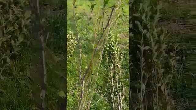 Кизильник блестящий
