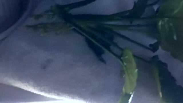 Груша-слива и анубиас смотреть онлайн