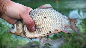 Попробуйте так ловить карася в августе сентябре. Садок всегда будет забит килограммовыми карасями.