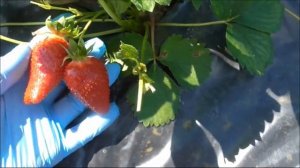 ЛЮЧИЯ -  очень сладкая клубничная  новинка 2020 года!